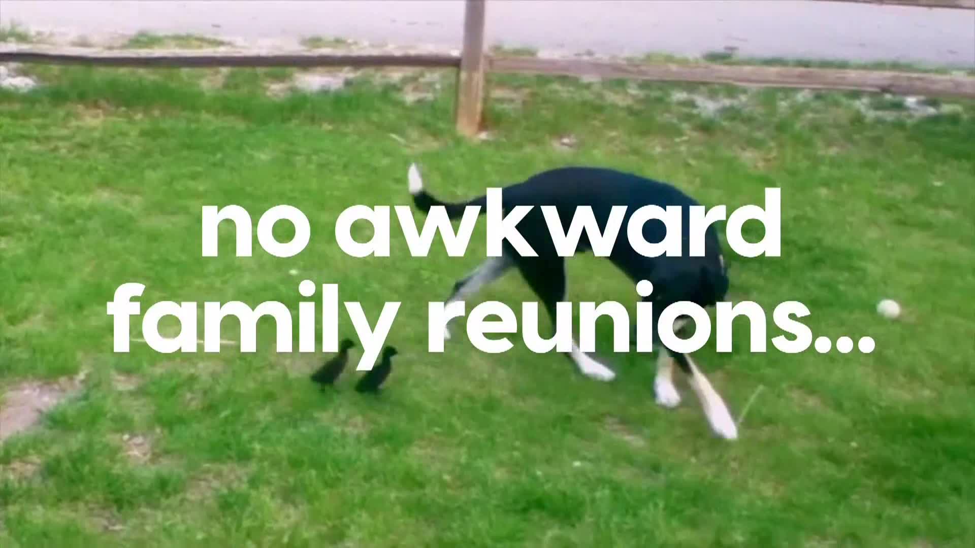 AnimalPlanet