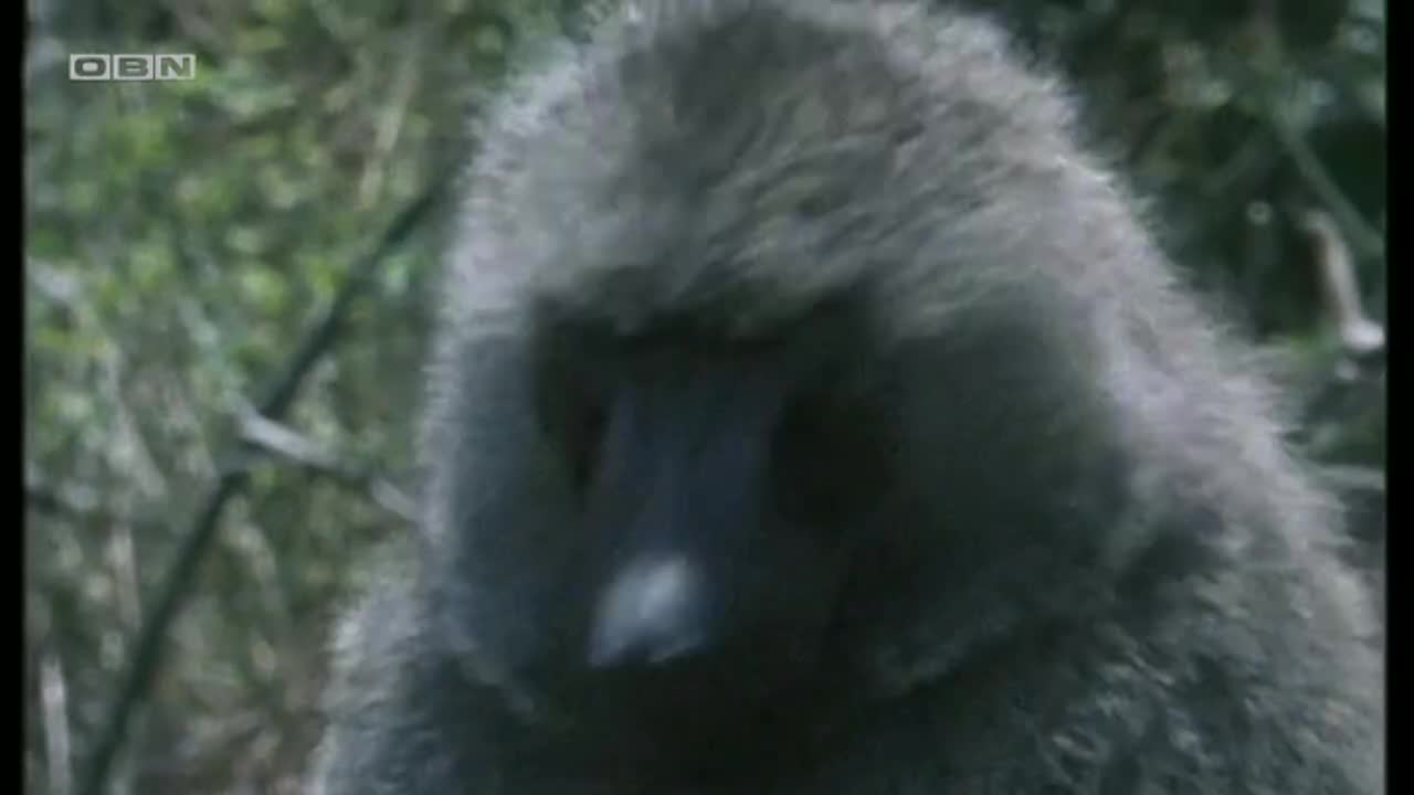 obn