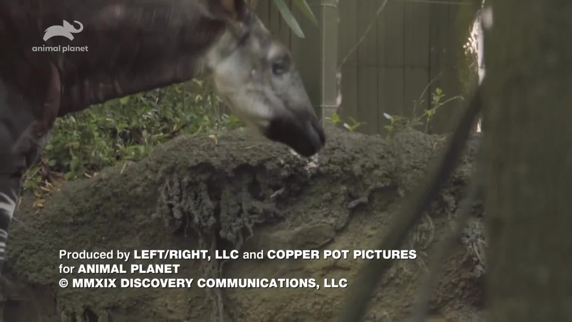 AnimalPlanet