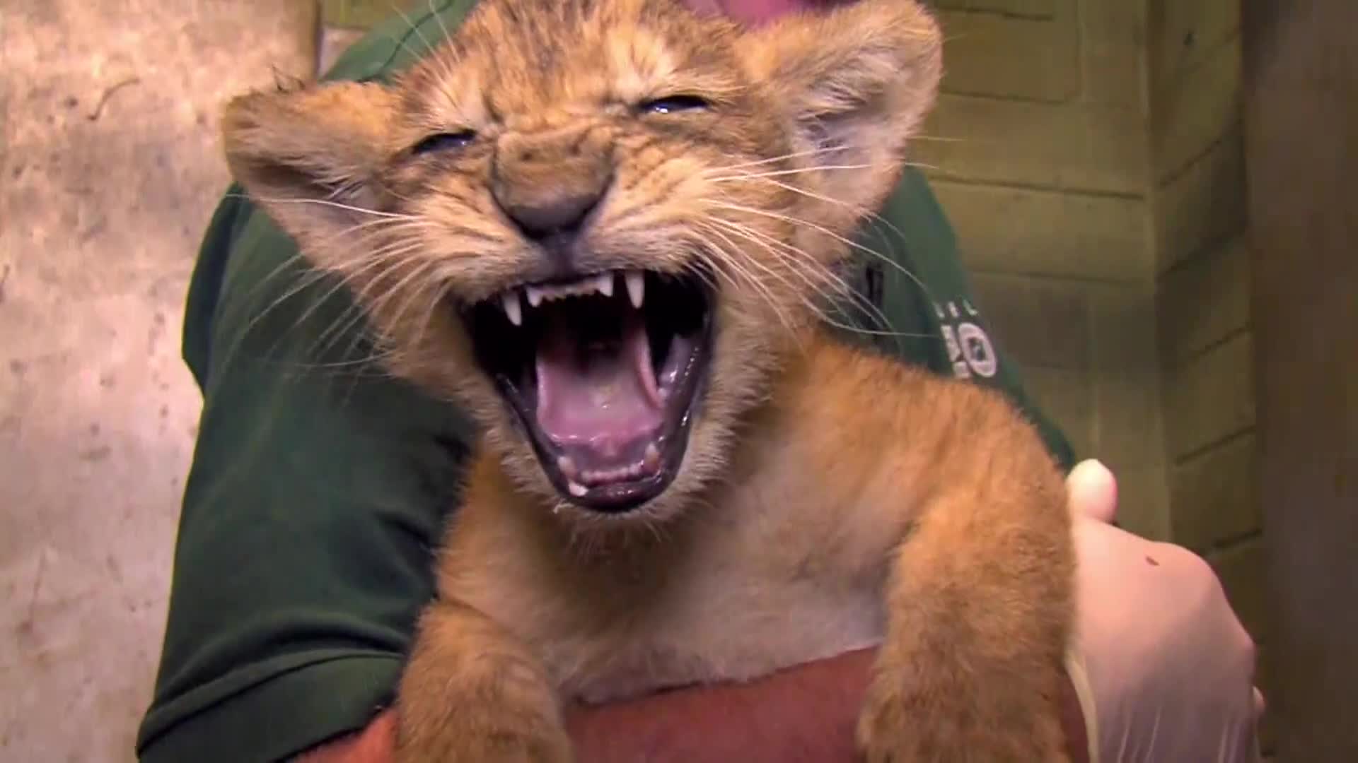 AnimalPlanet