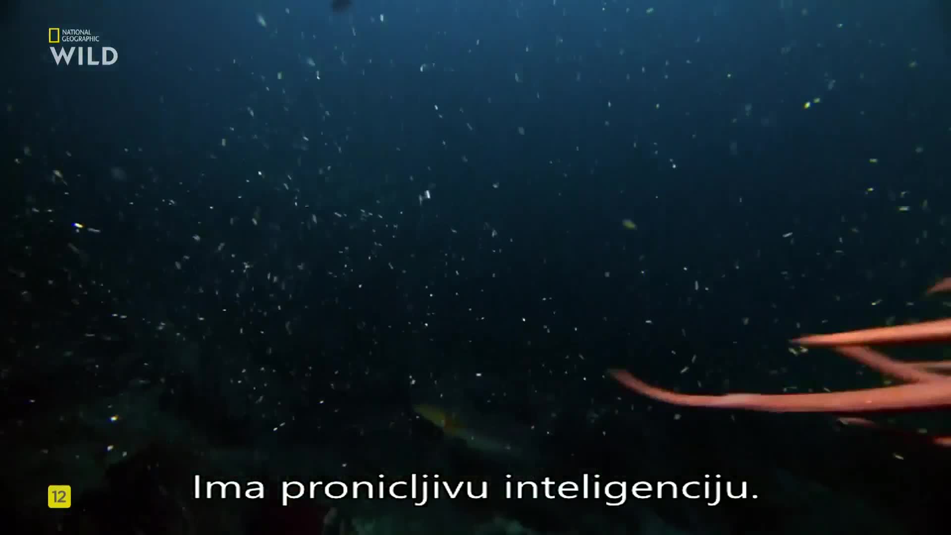 Premium9