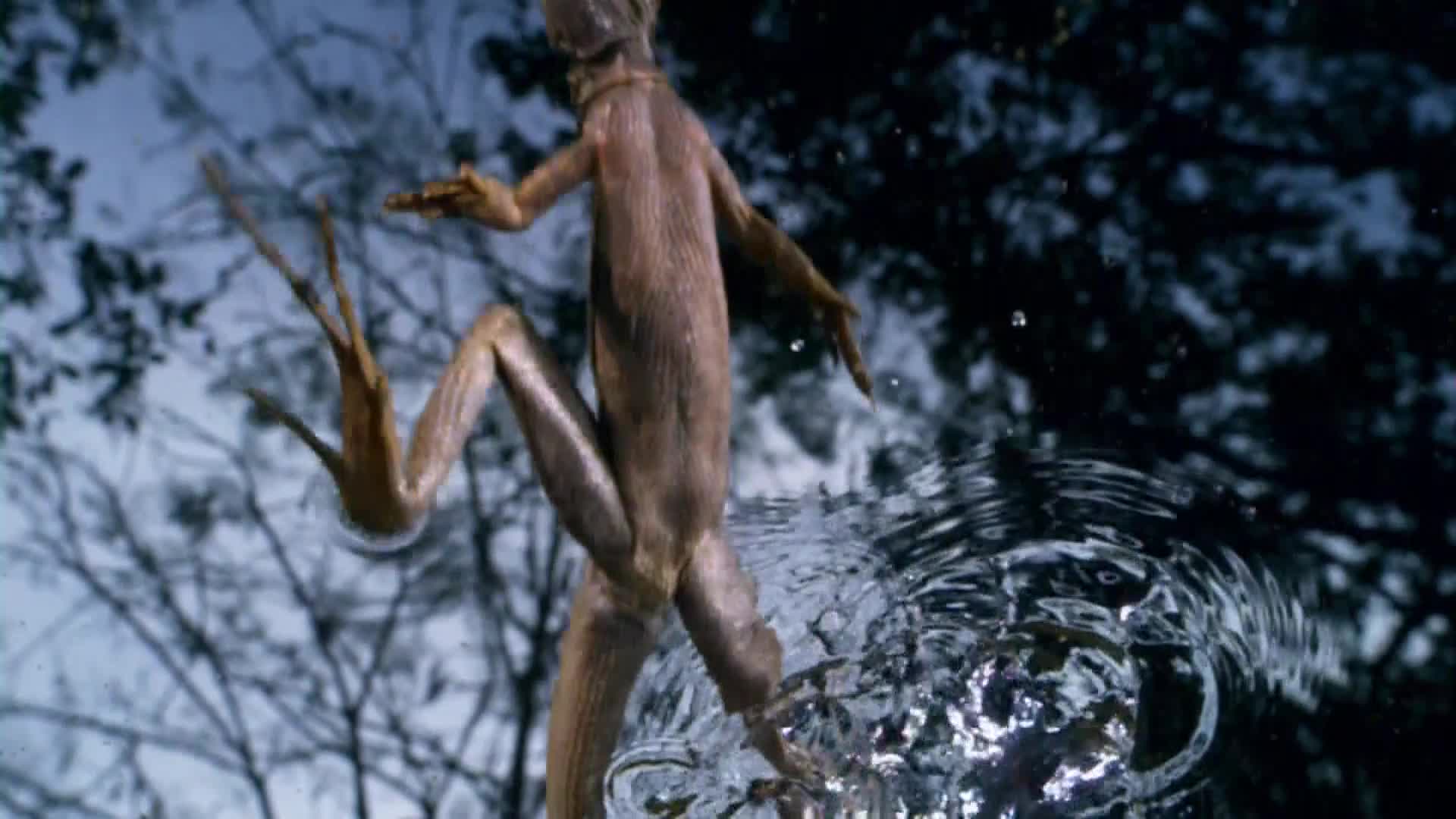 AnimalPlanet