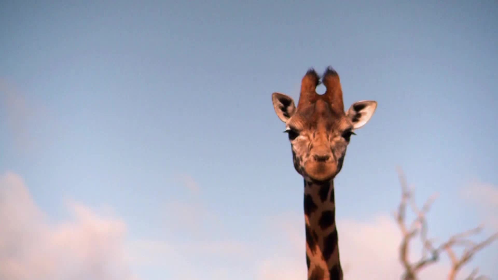 AnimalPlanet