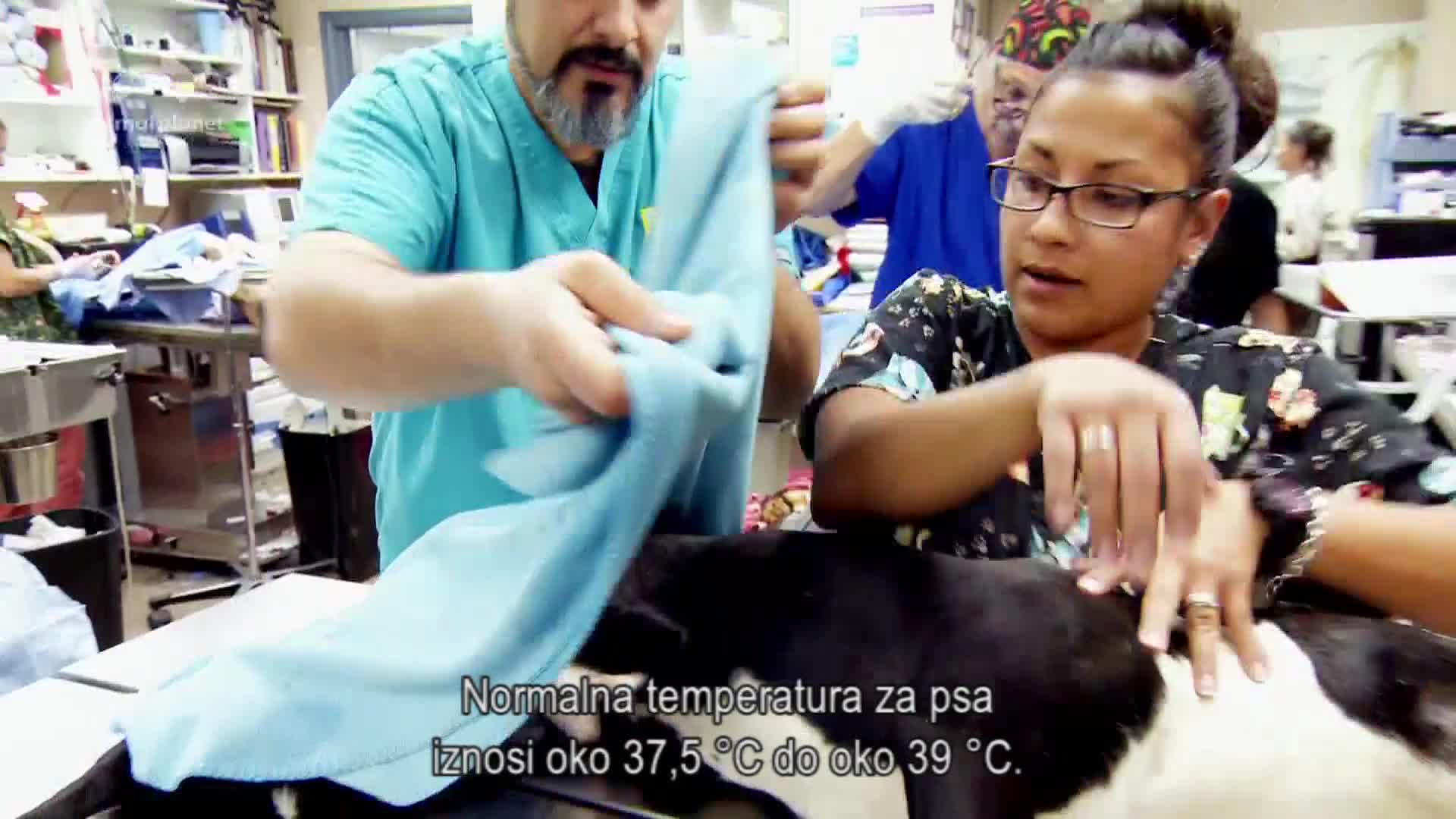 AnimalPlanet