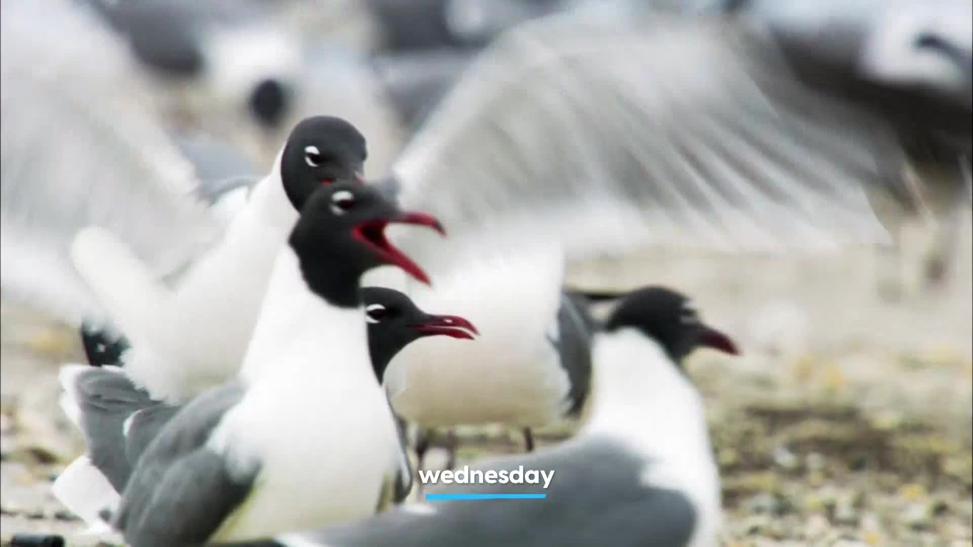 AnimalPlanet