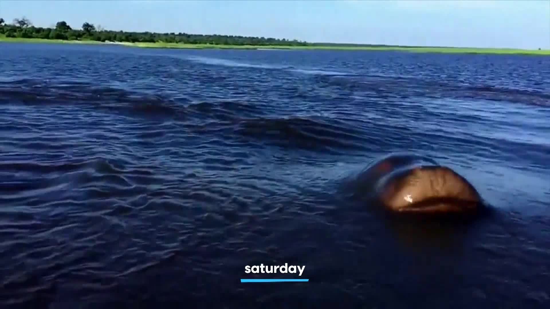 AnimalPlanet