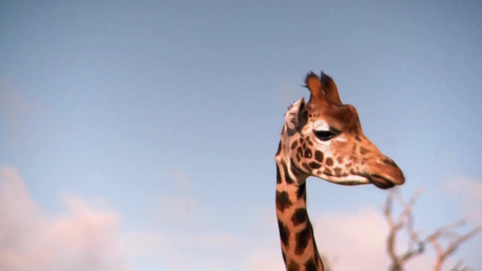 AnimalPlanet