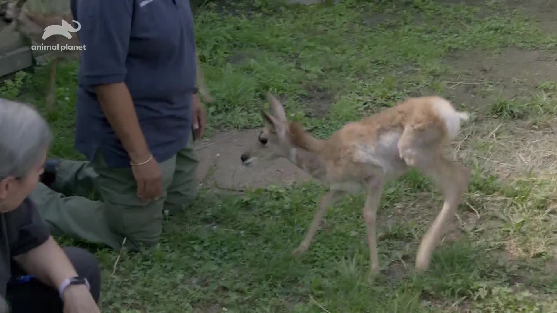 AnimalPlanet