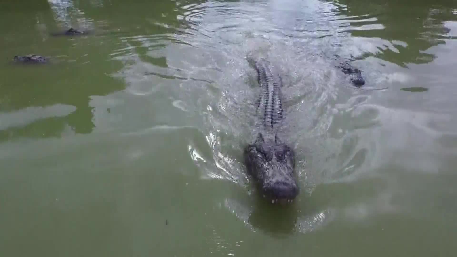 AnimalPlanet