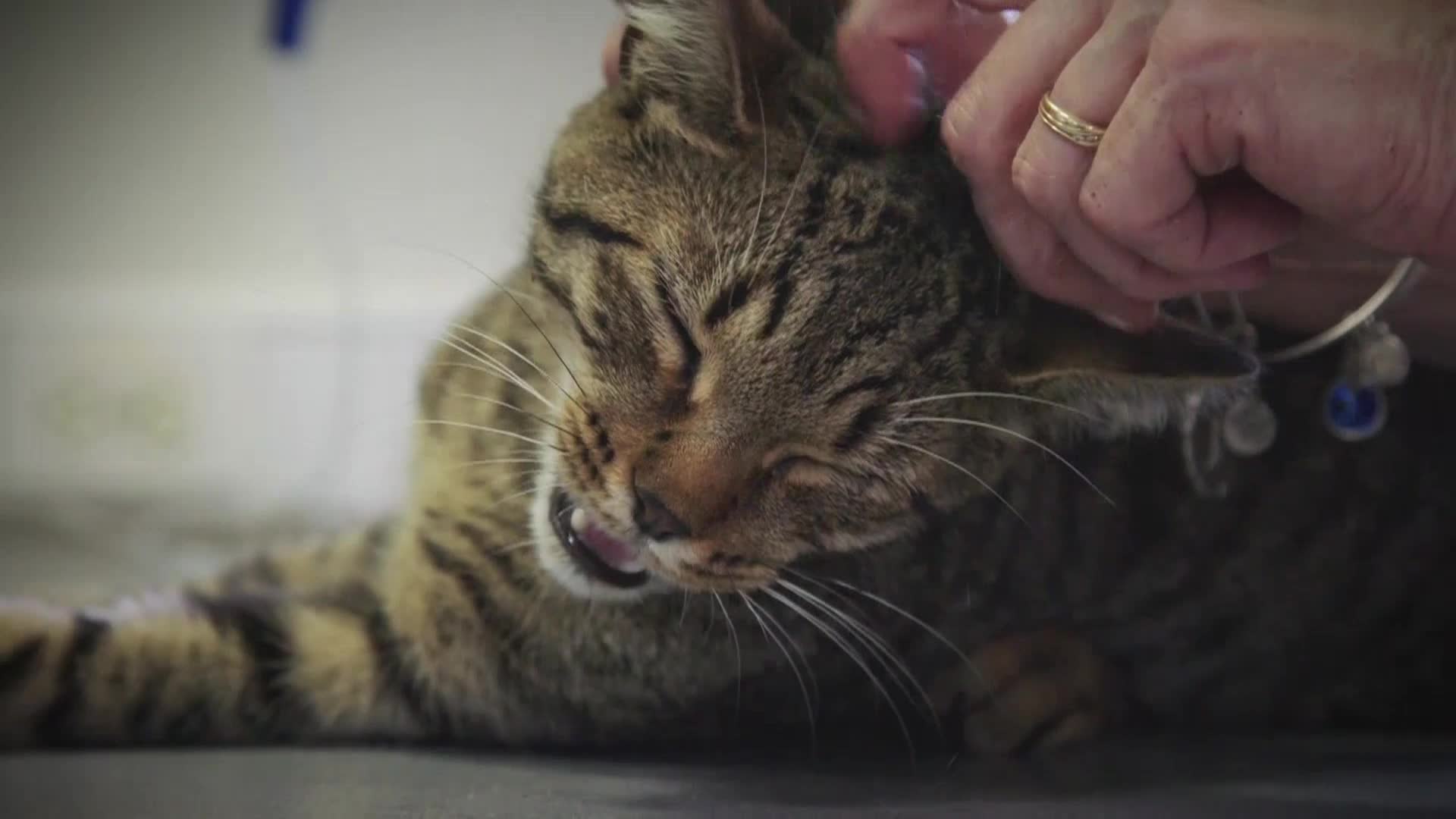 AnimalPlanet