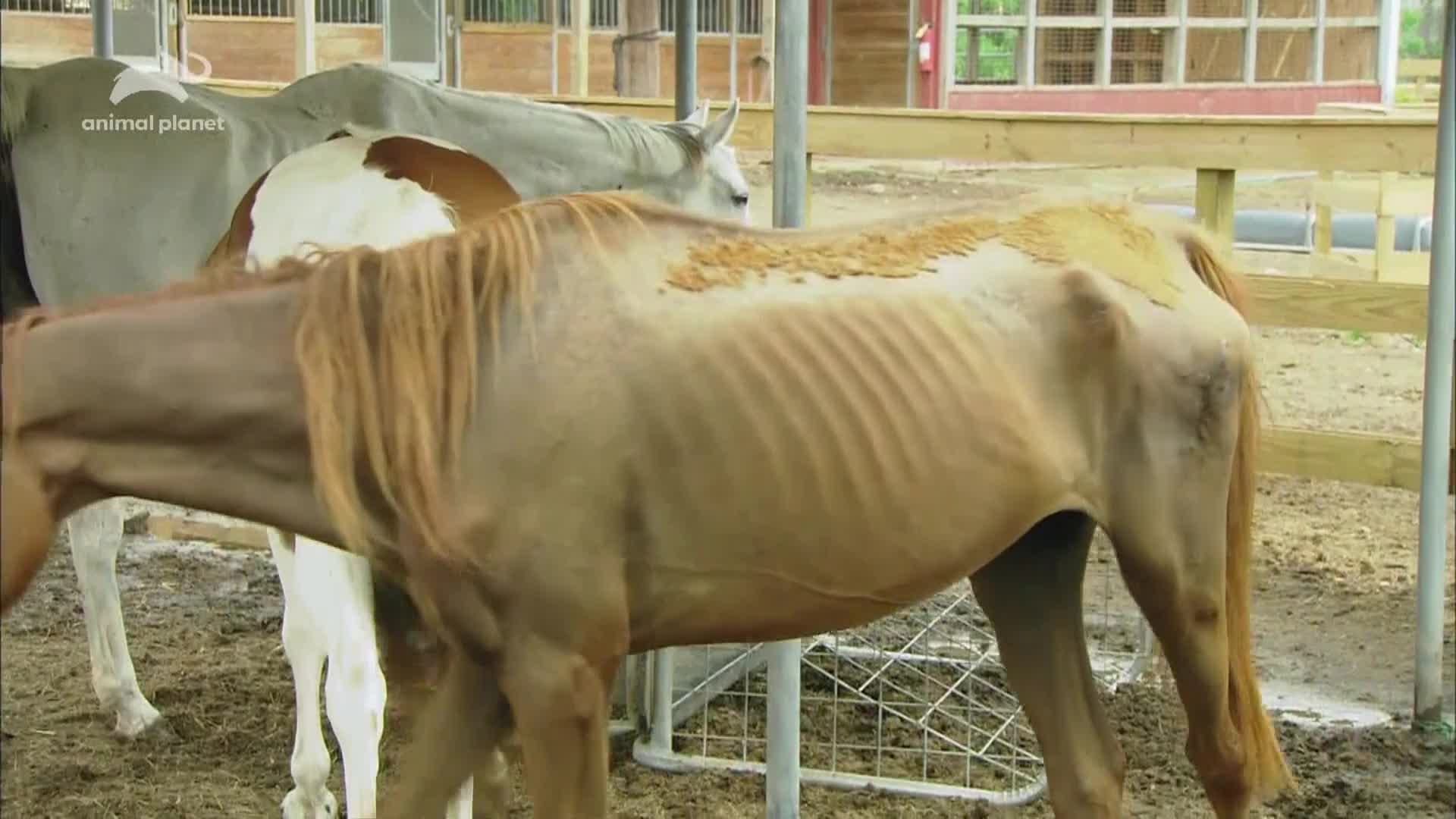 AnimalPlanet