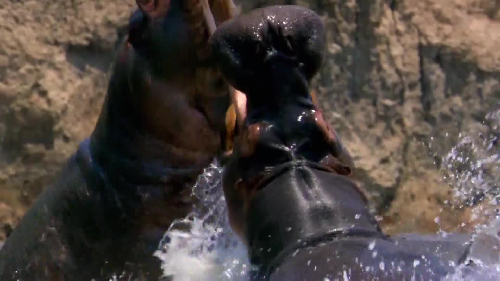 AnimalPlanet