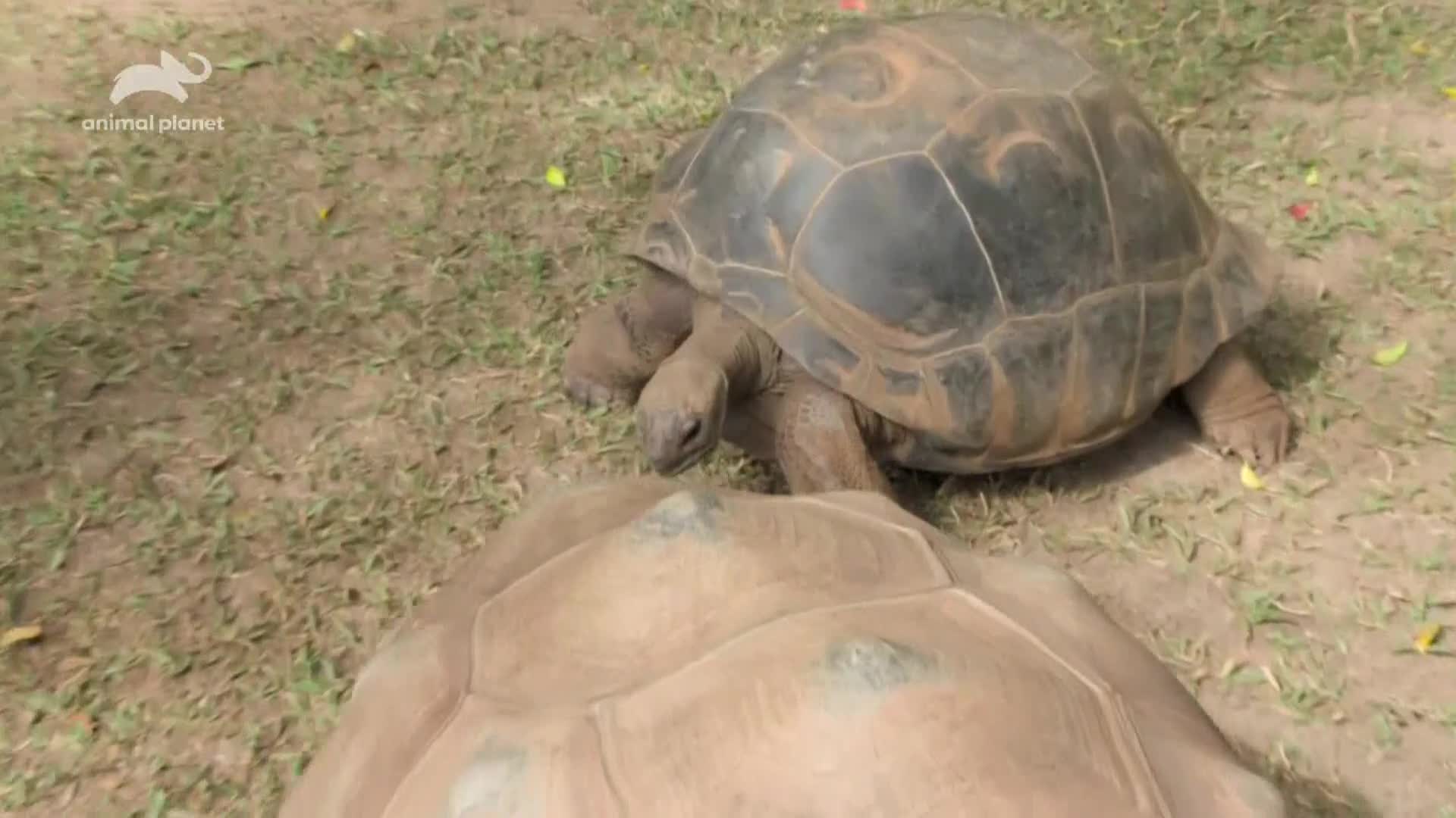 AnimalPlanet