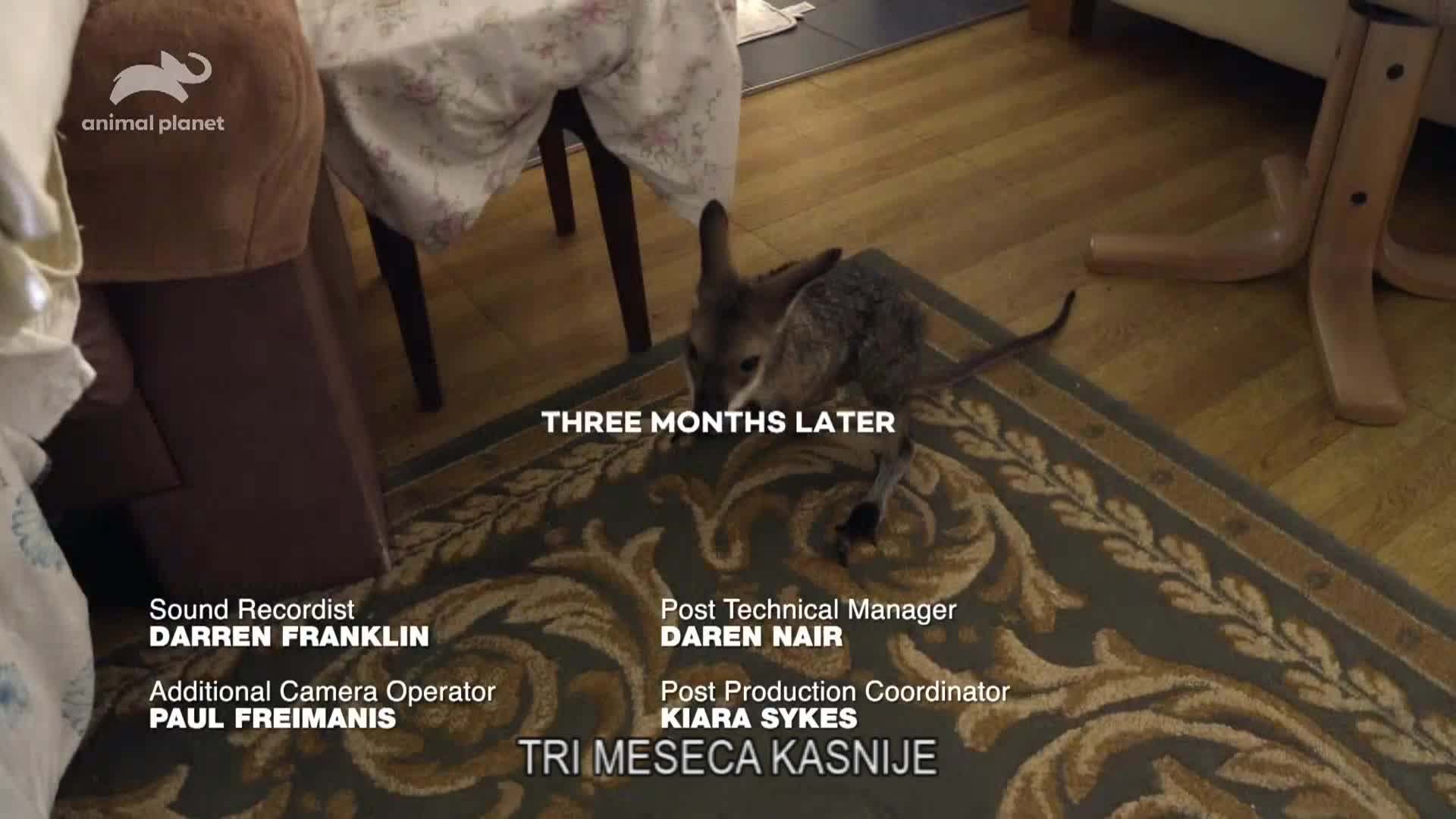 AnimalPlanet