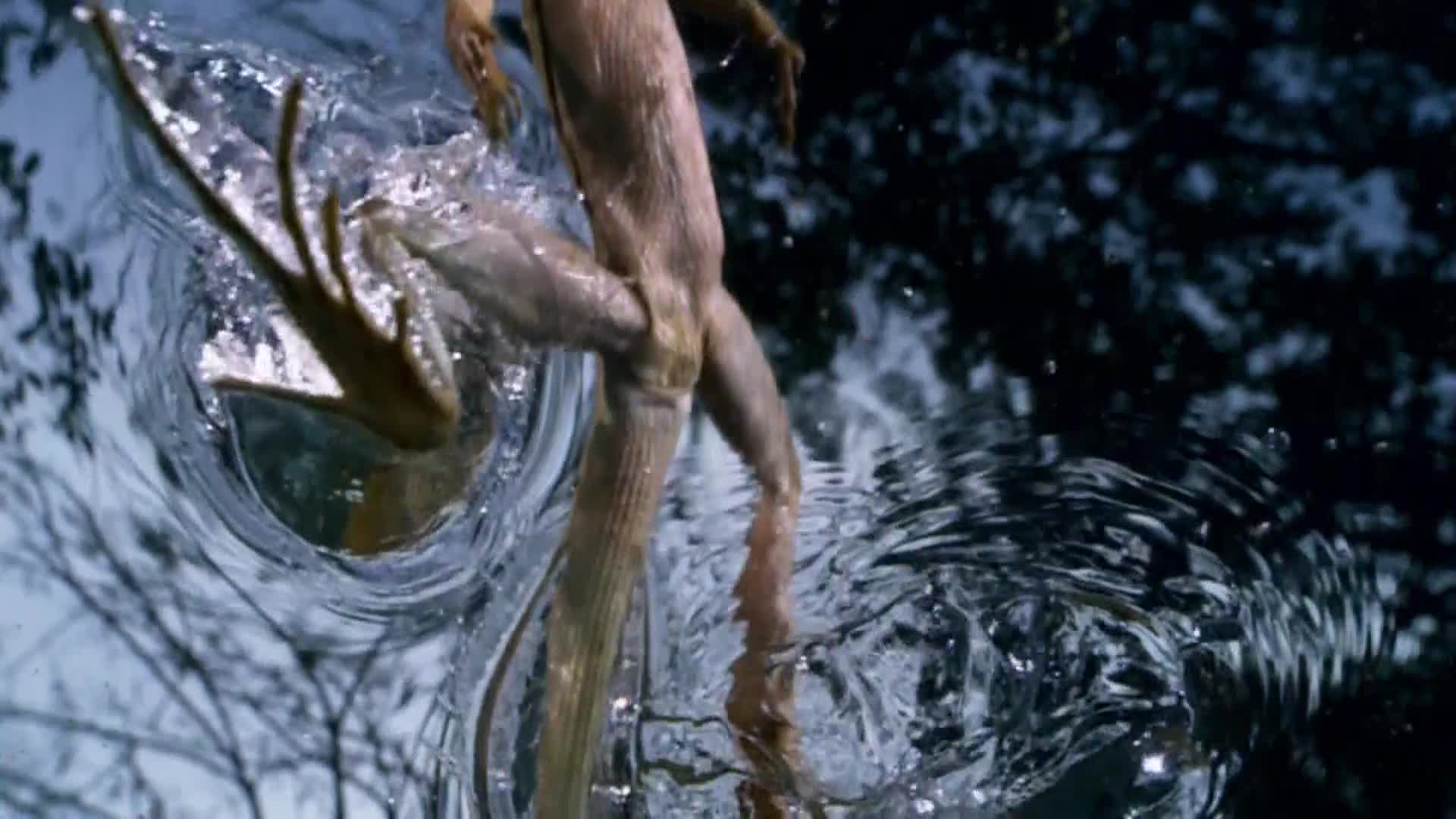 AnimalPlanet