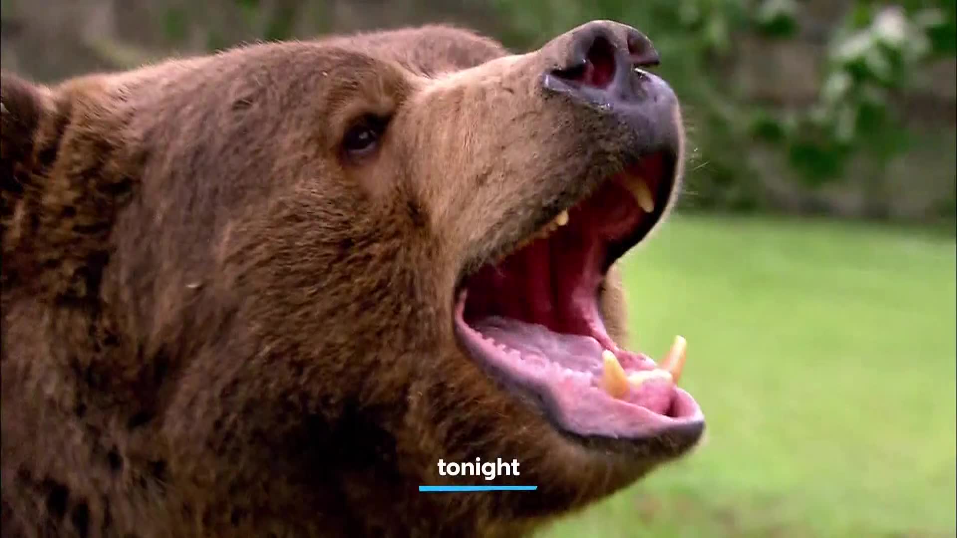 AnimalPlanet
