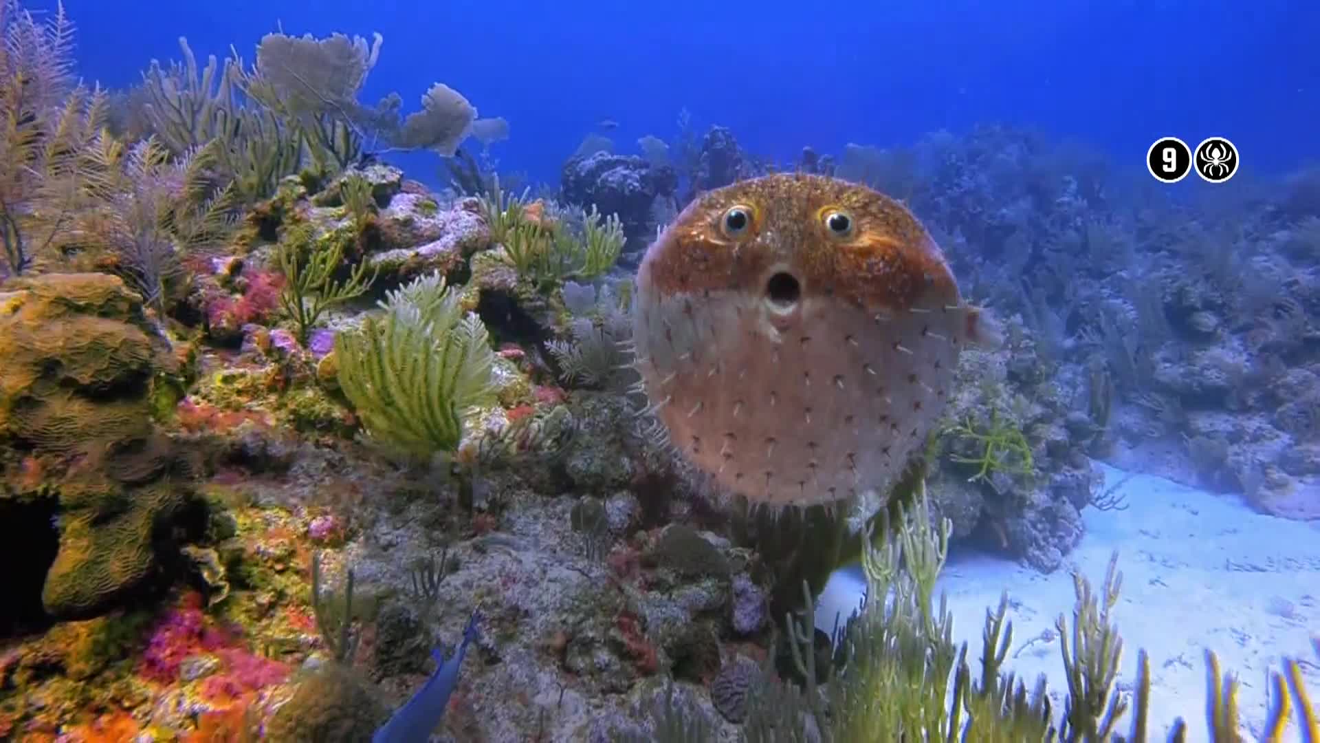 AnimalPlanet