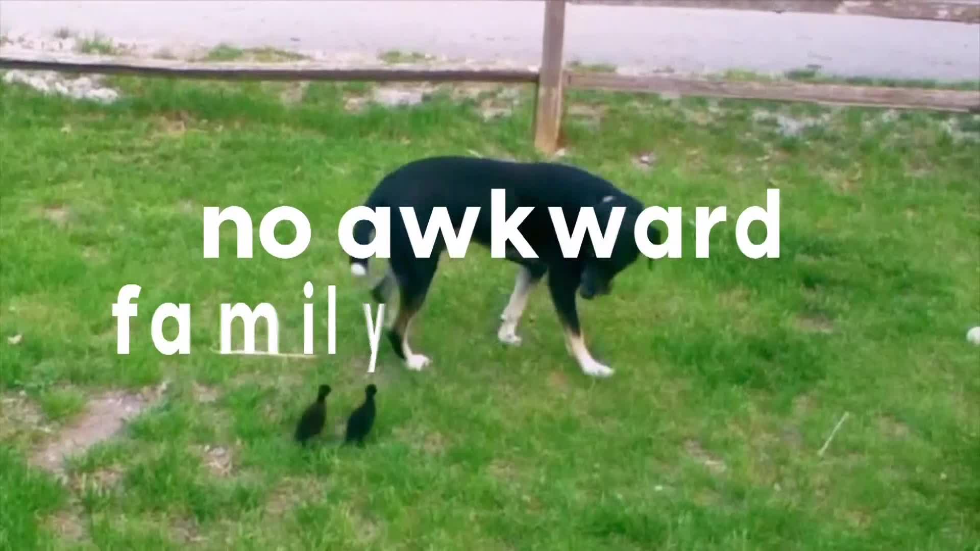AnimalPlanet