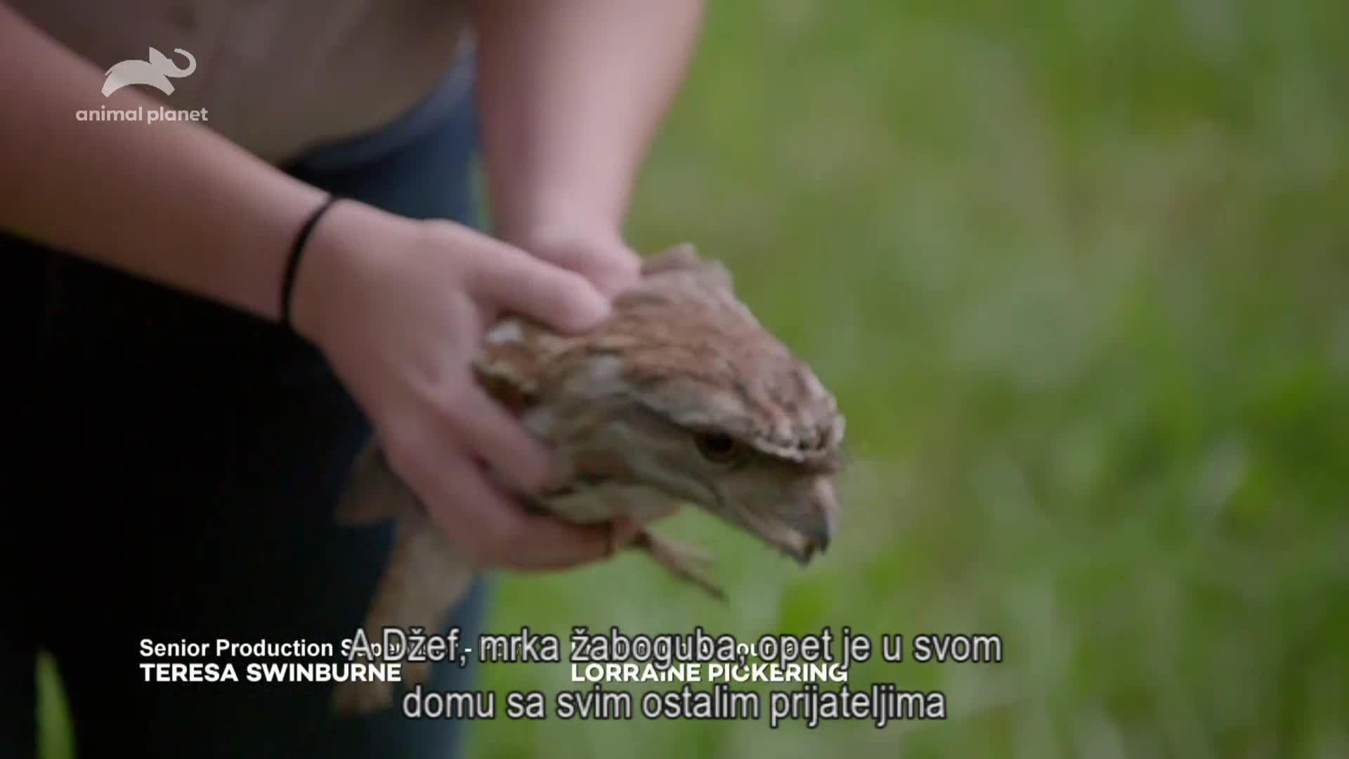 AnimalPlanet