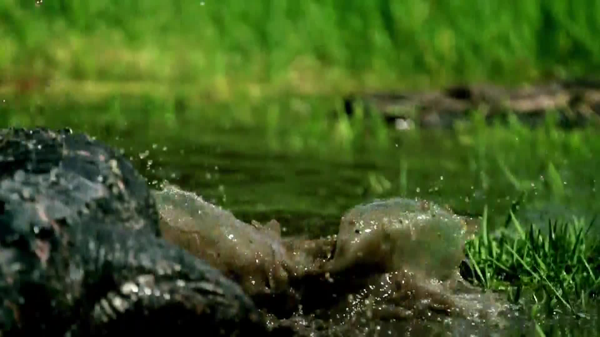 AnimalPlanet