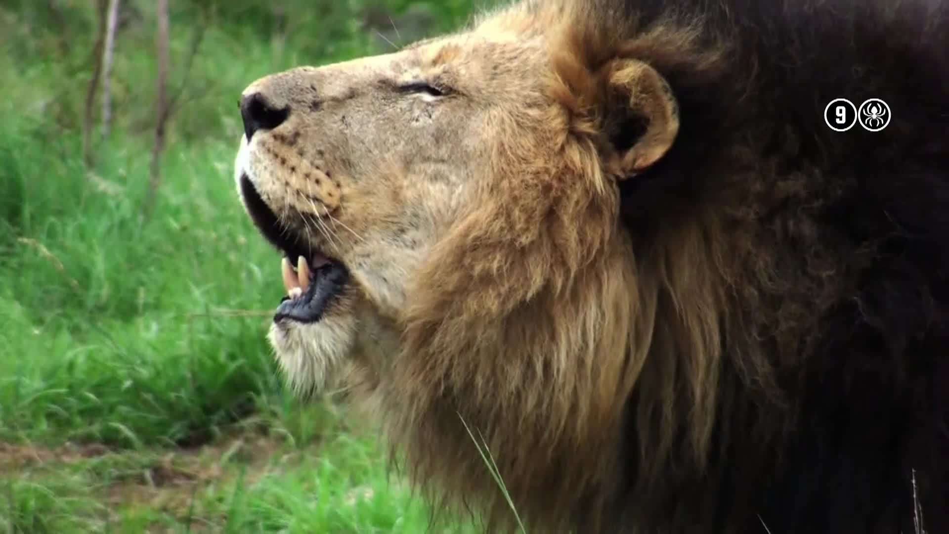 AnimalPlanet