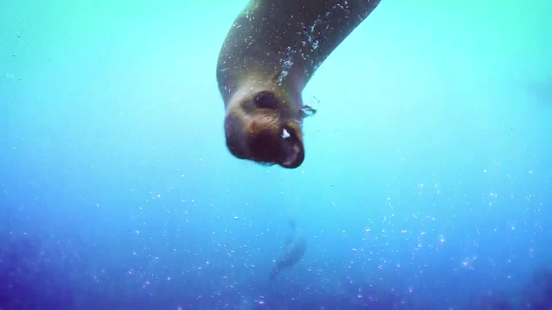 AnimalPlanet
