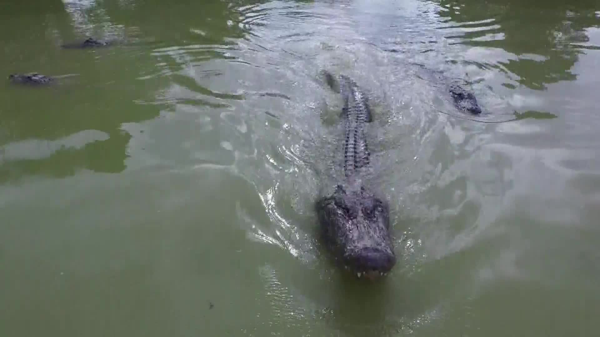 AnimalPlanet