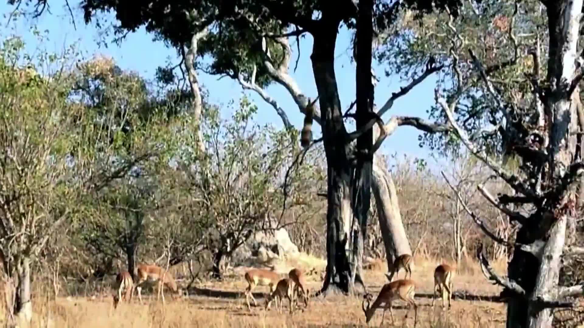 AnimalPlanet