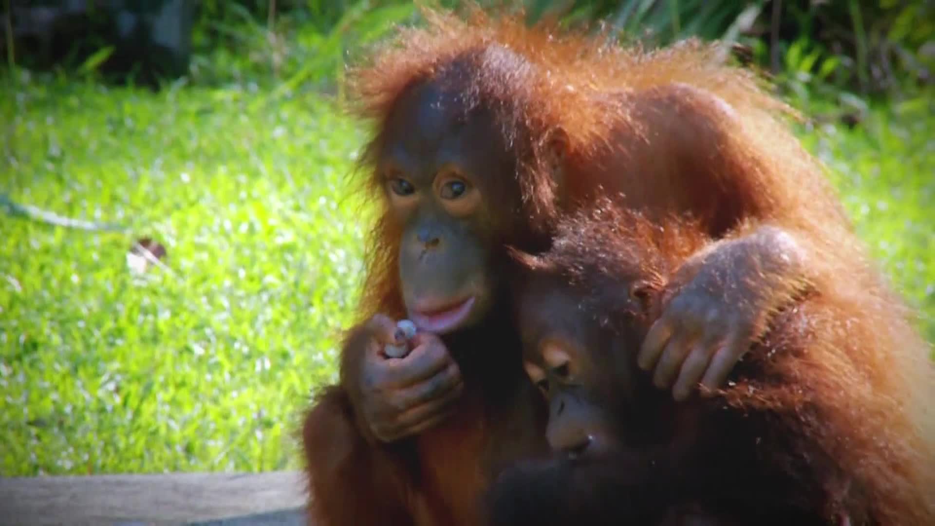 AnimalPlanet
