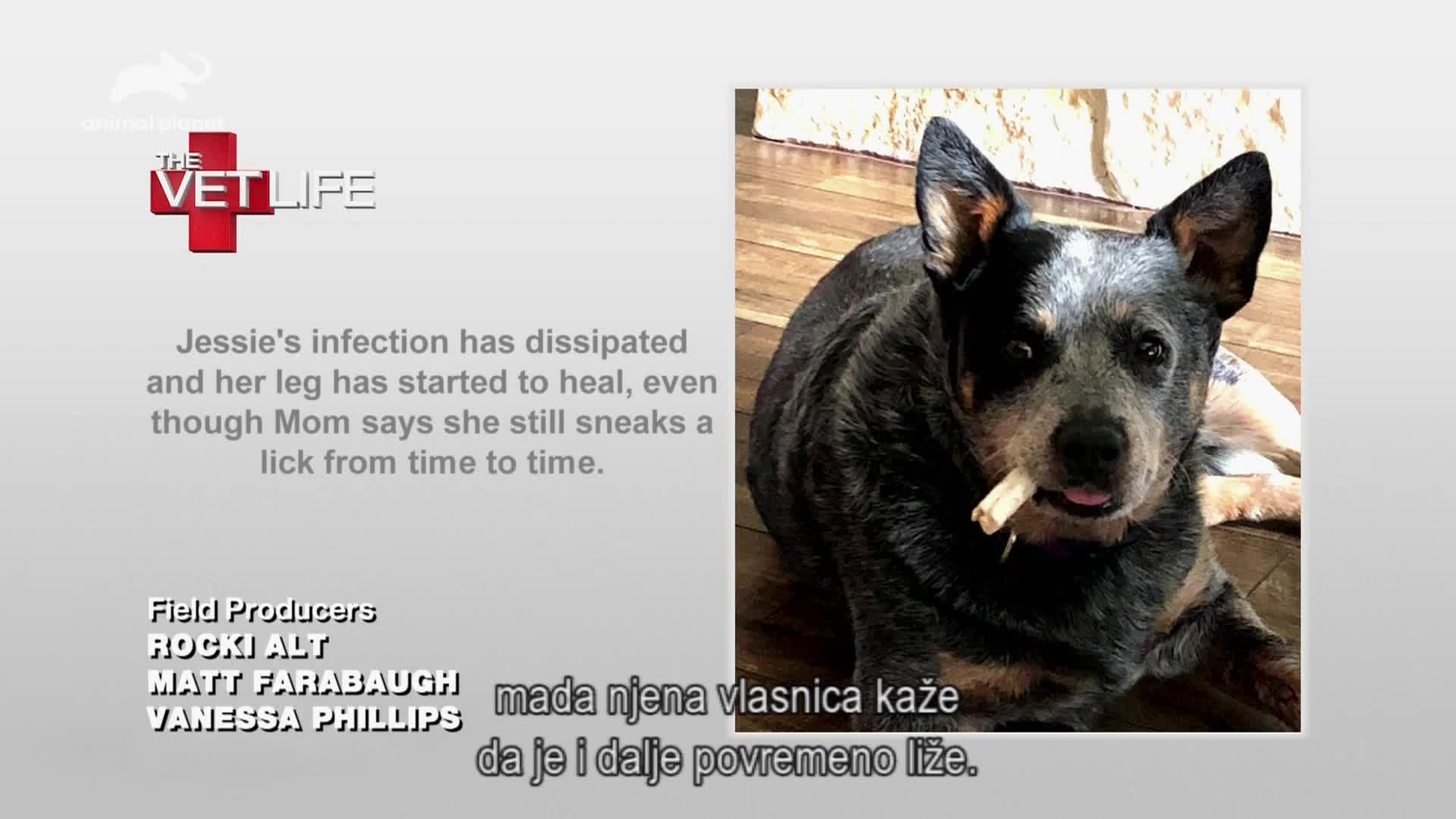 AnimalPlanet