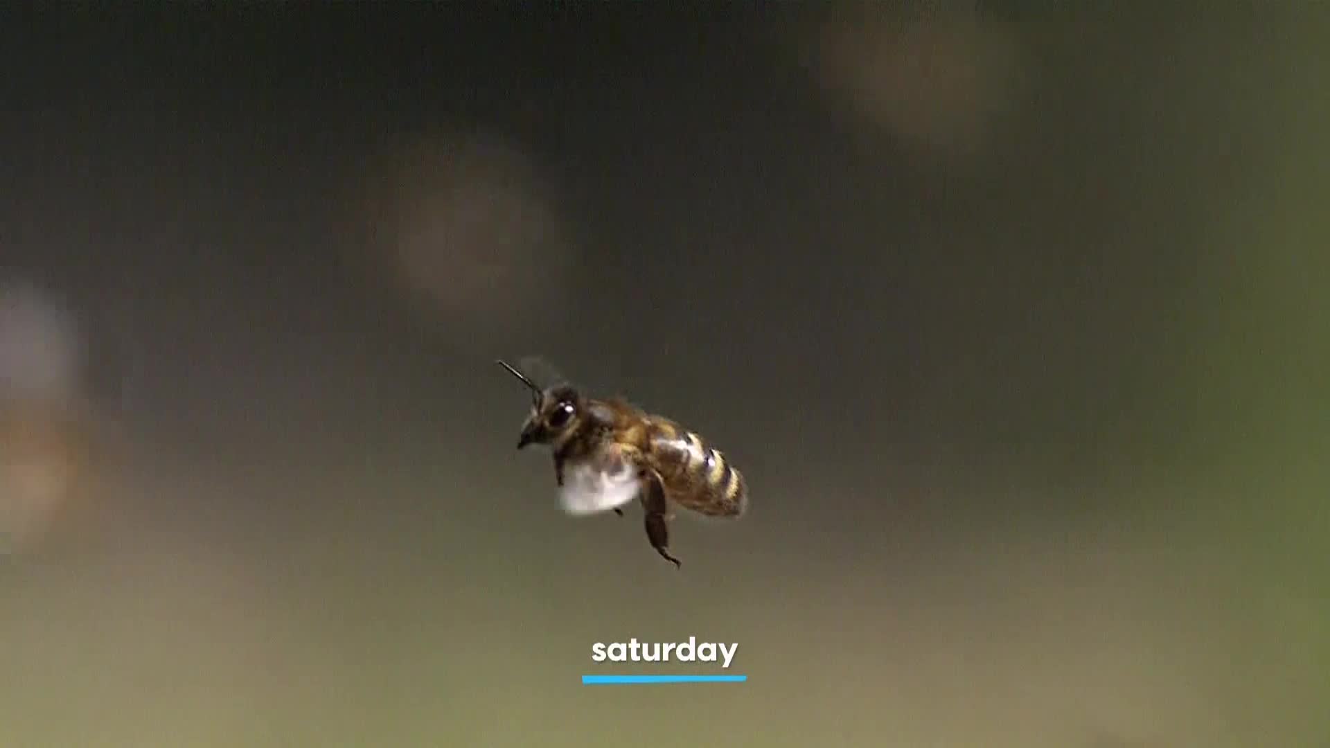 AnimalPlanet