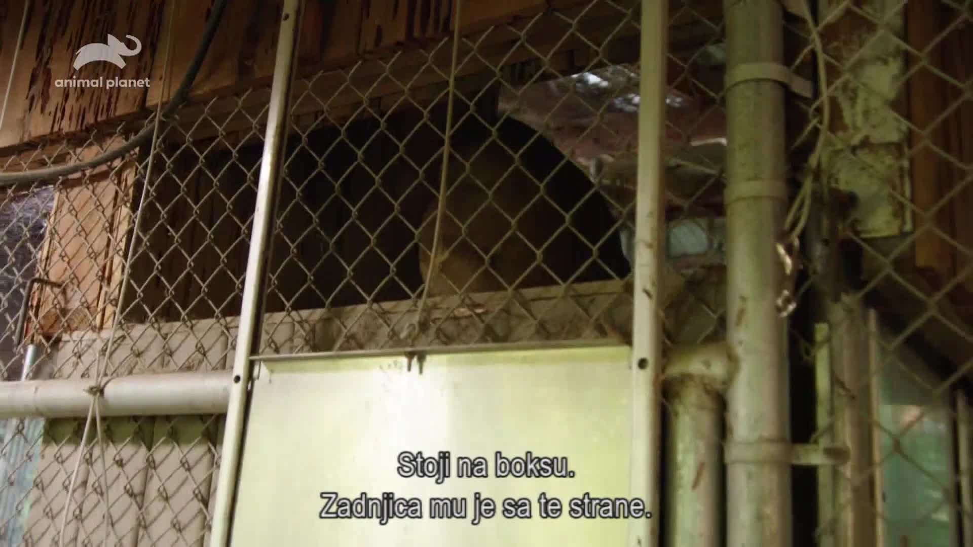 AnimalPlanet