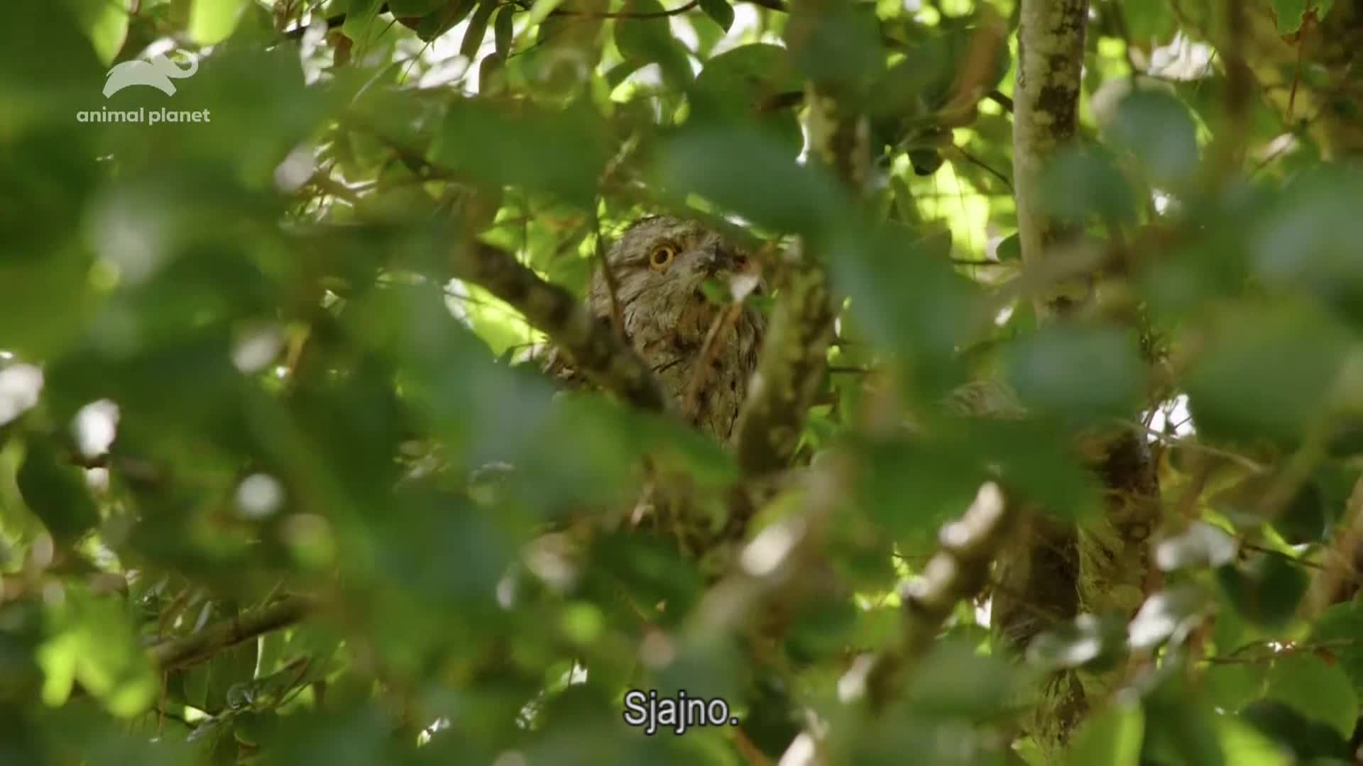 AnimalPlanet