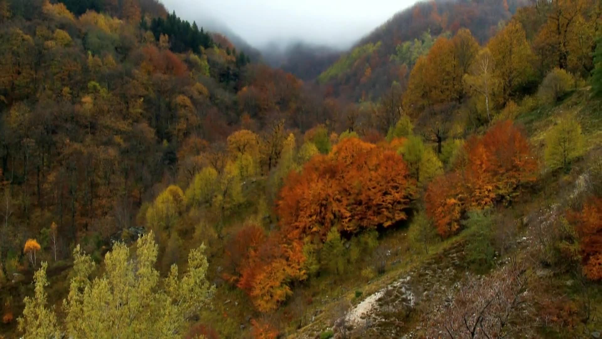 DokuTV