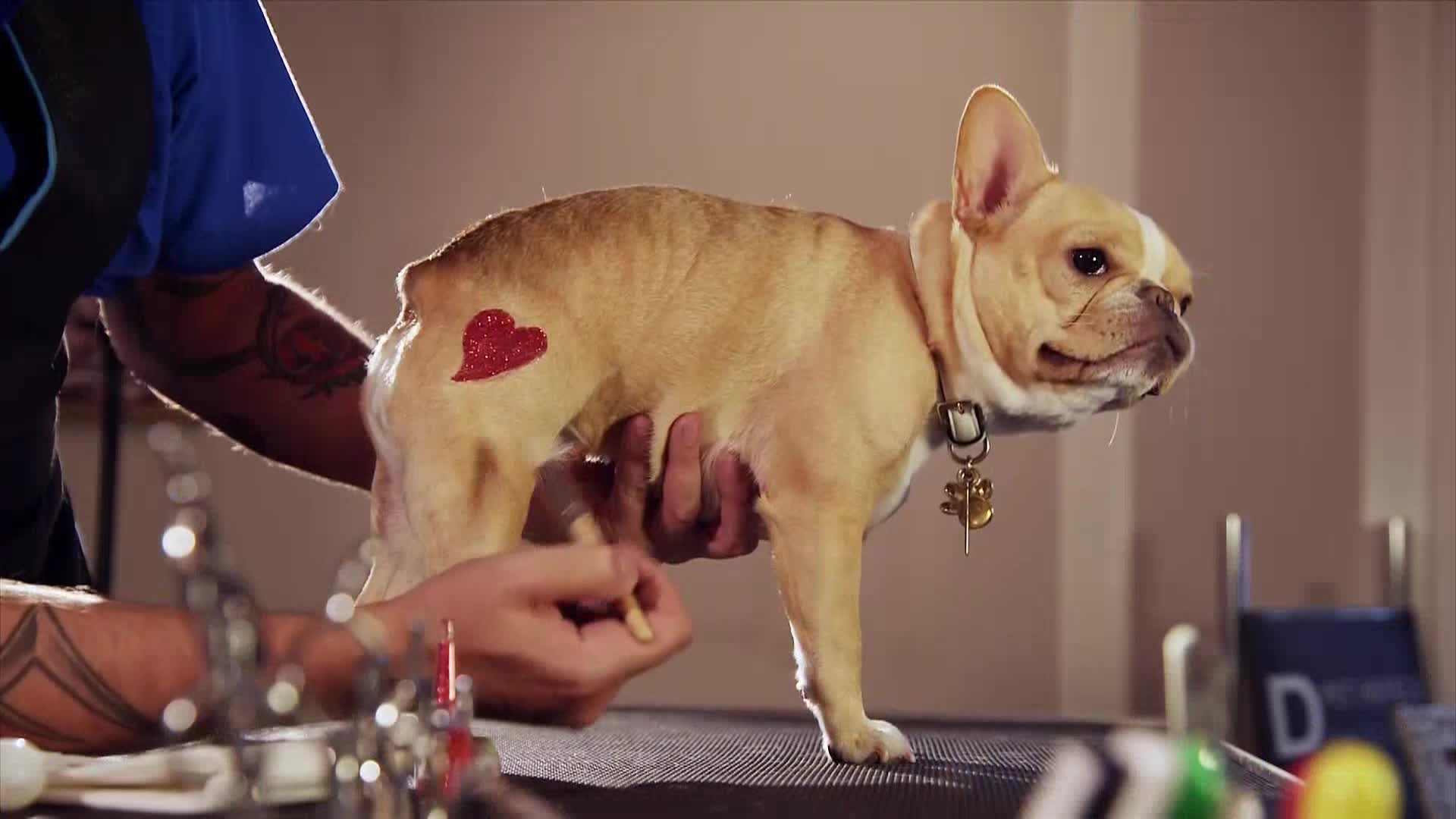 AnimalPlanet