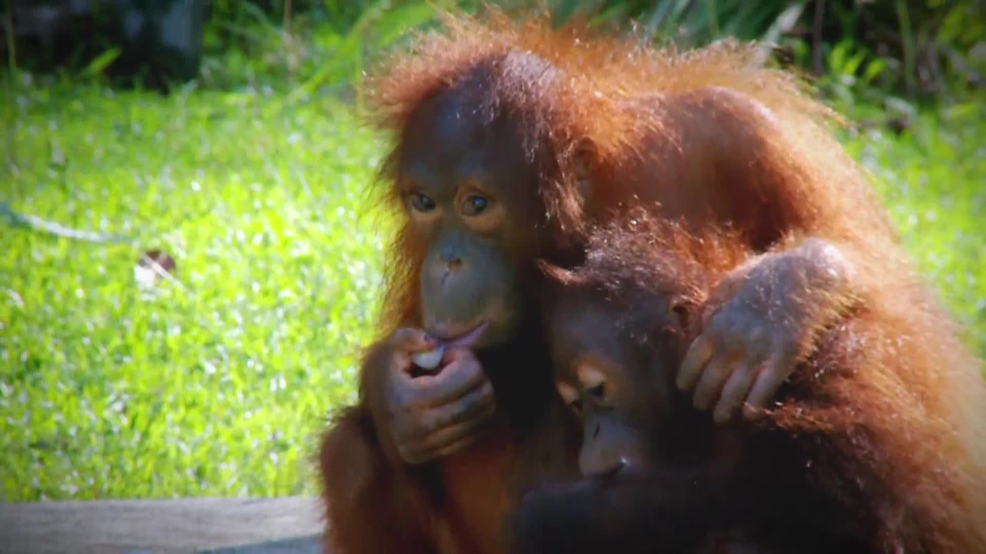 AnimalPlanet