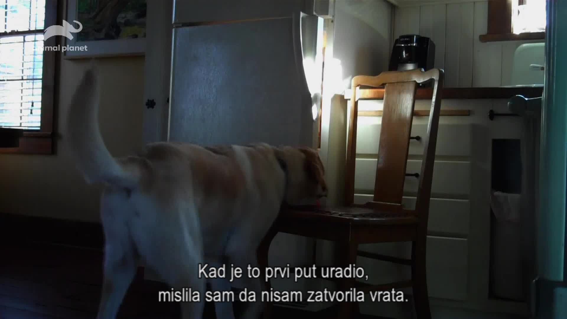 AnimalPlanet