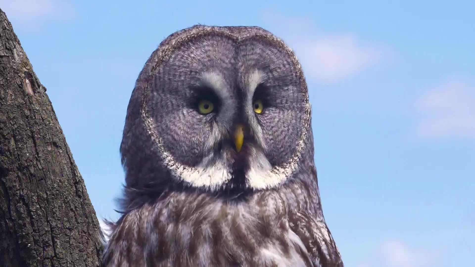 AnimalPlanet