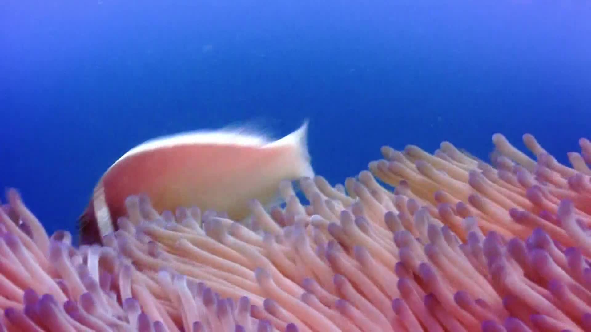 AnimalPlanet