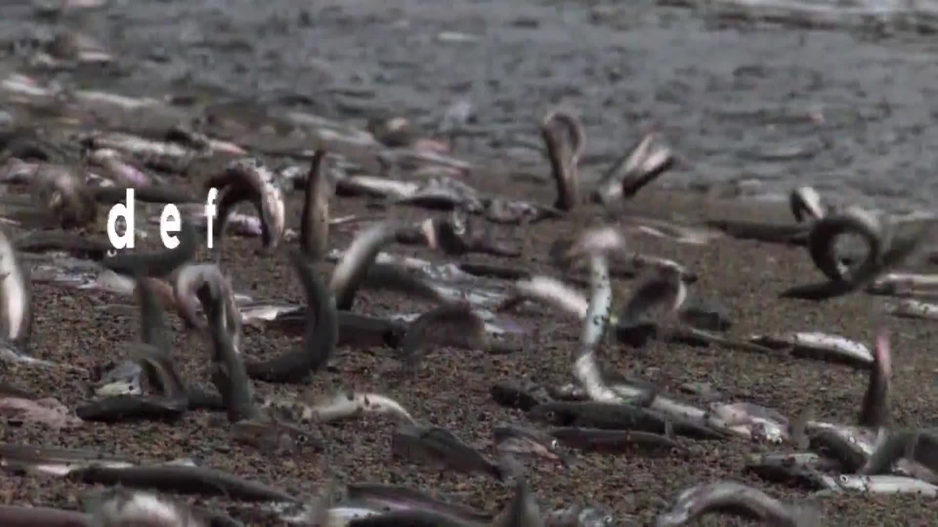 AnimalPlanet