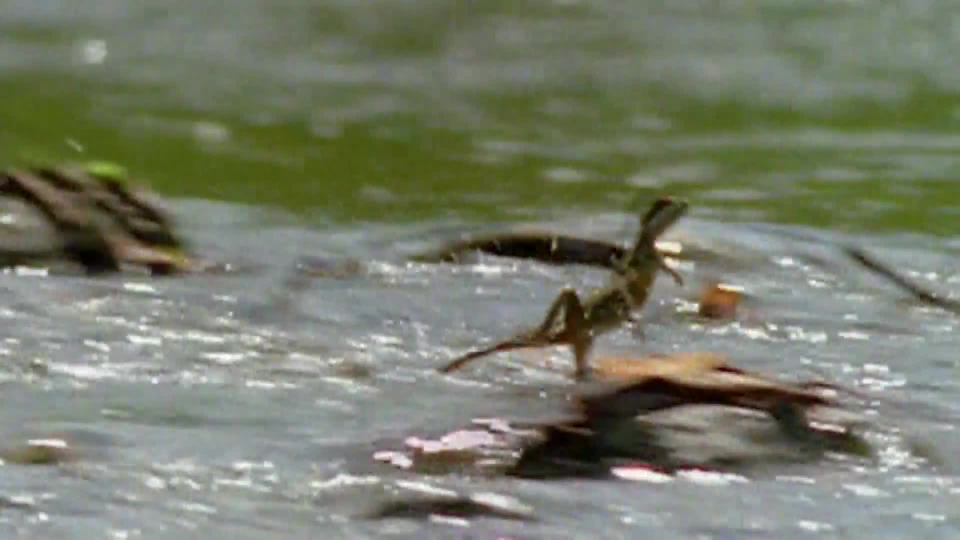 AnimalPlanet