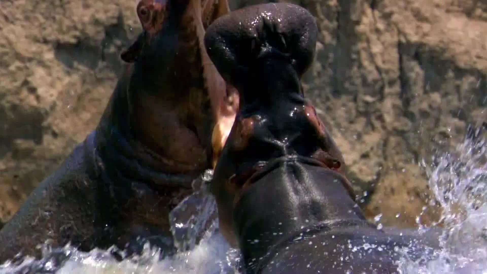 AnimalPlanet