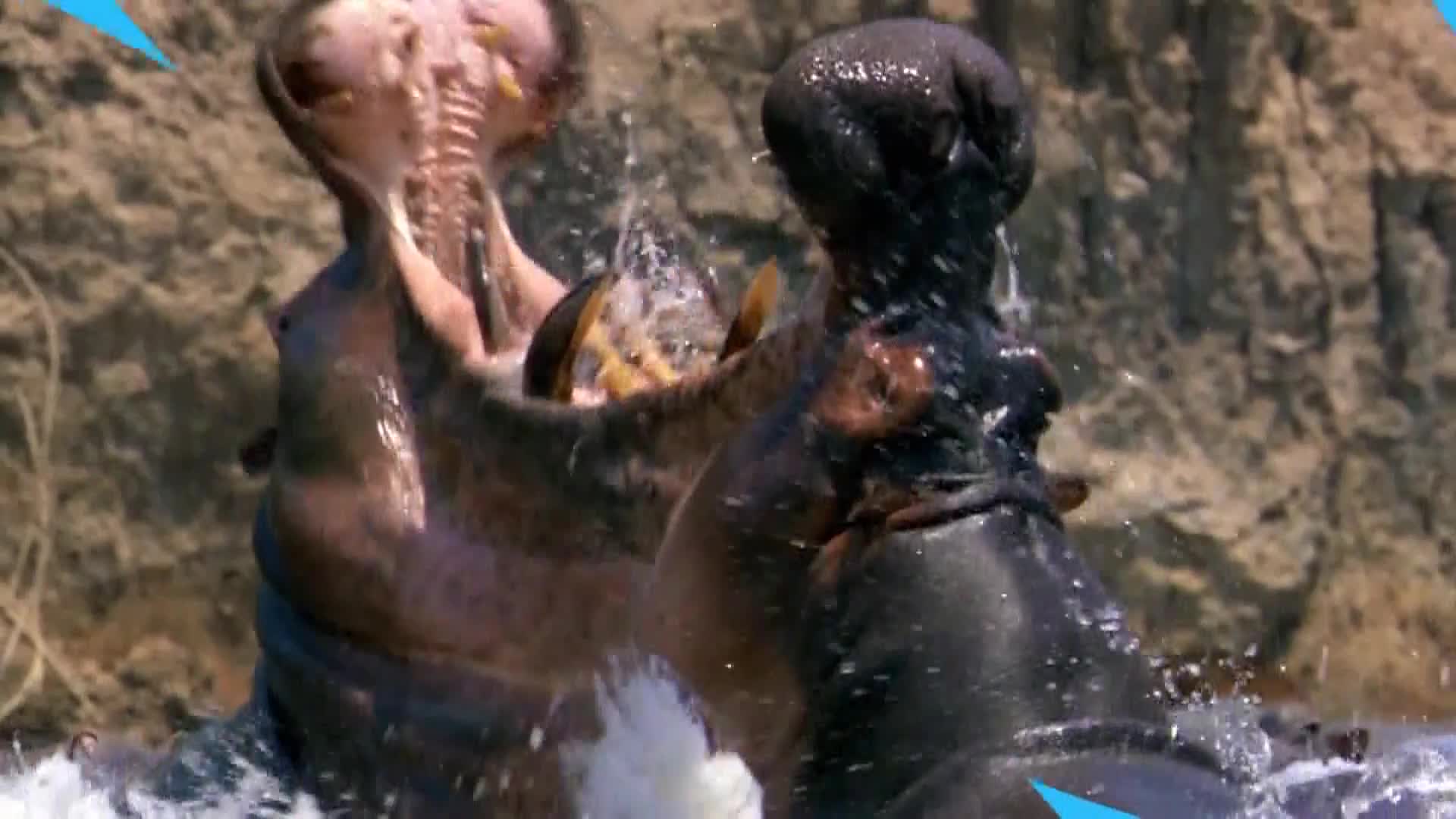AnimalPlanet