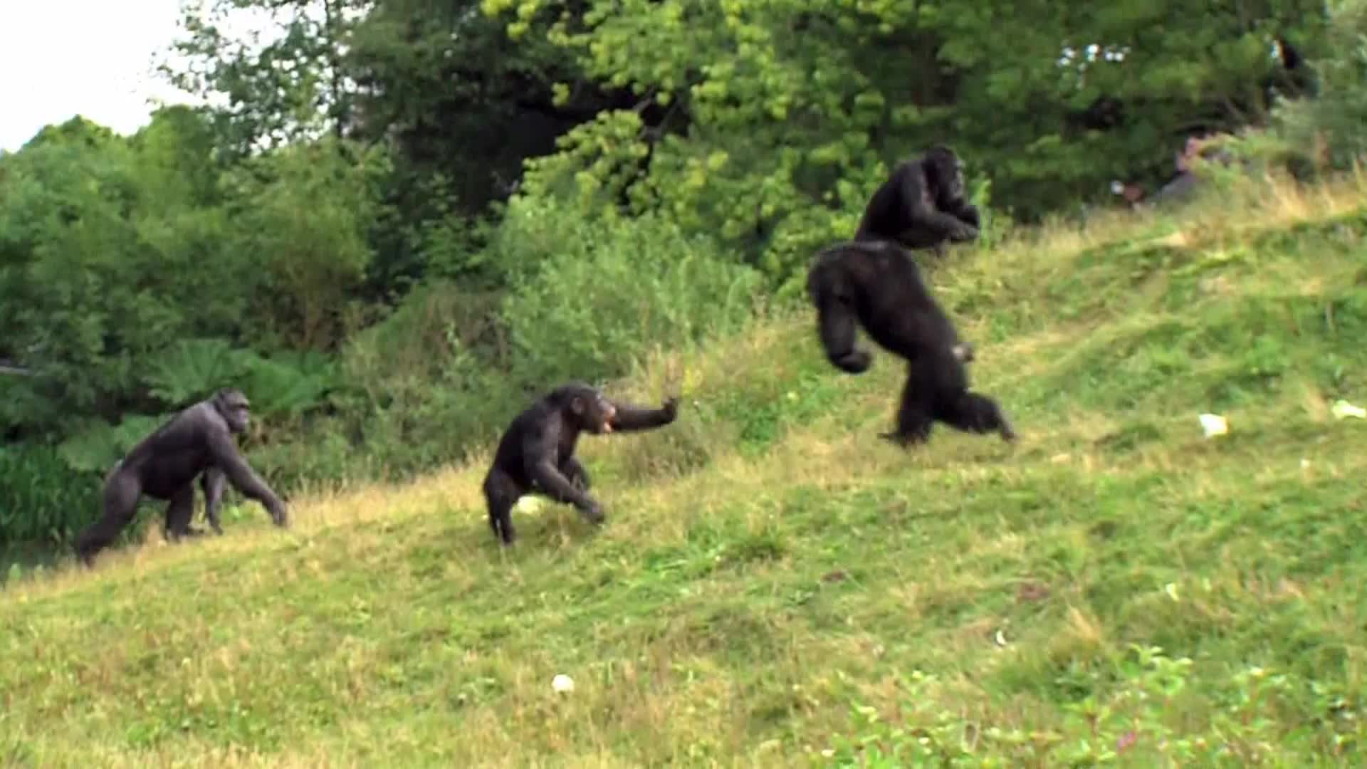 AnimalPlanet