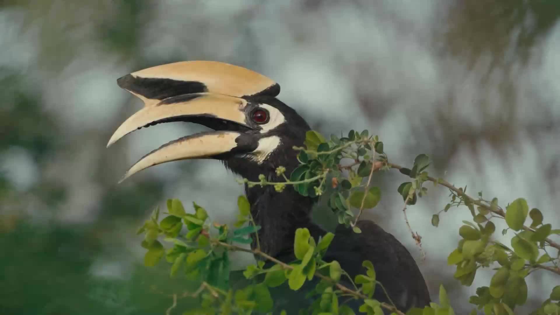 HRT3