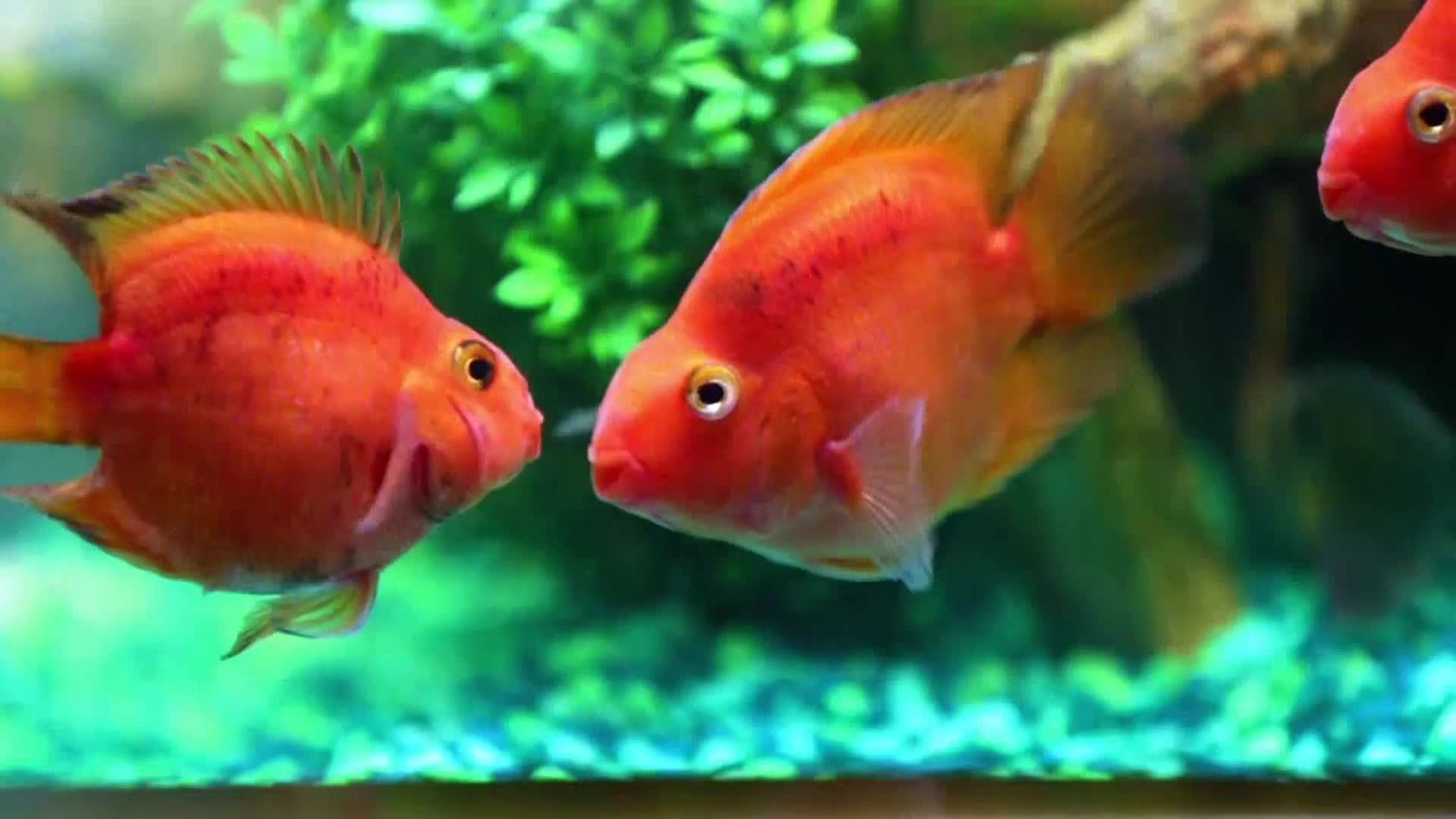 AnimalPlanet