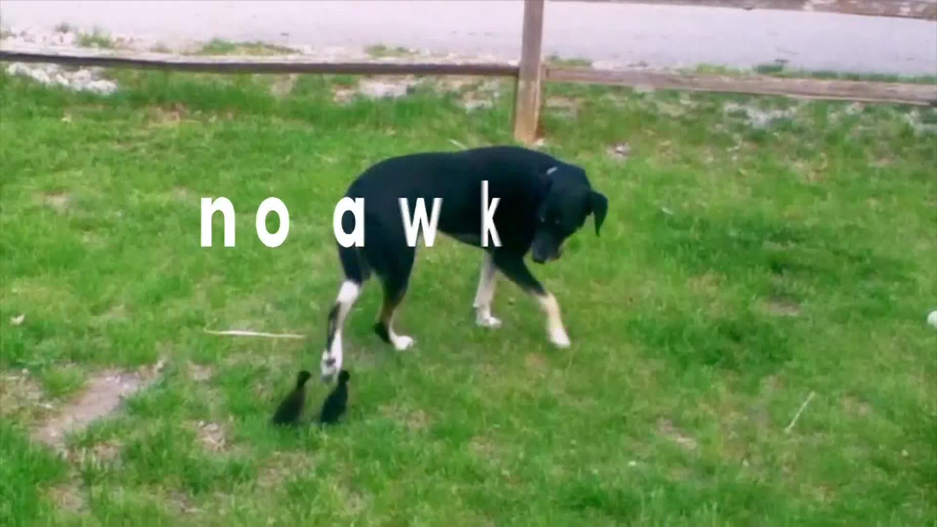 AnimalPlanet