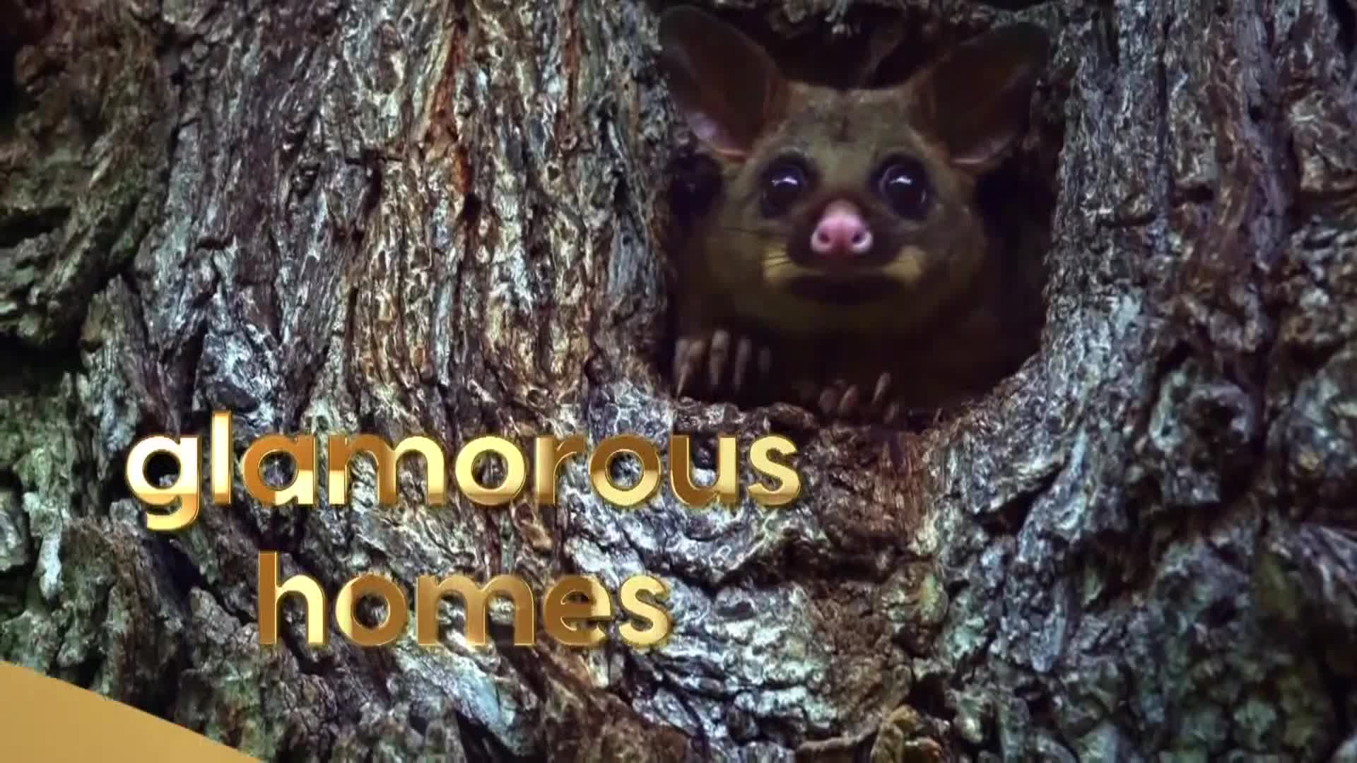 AnimalPlanet