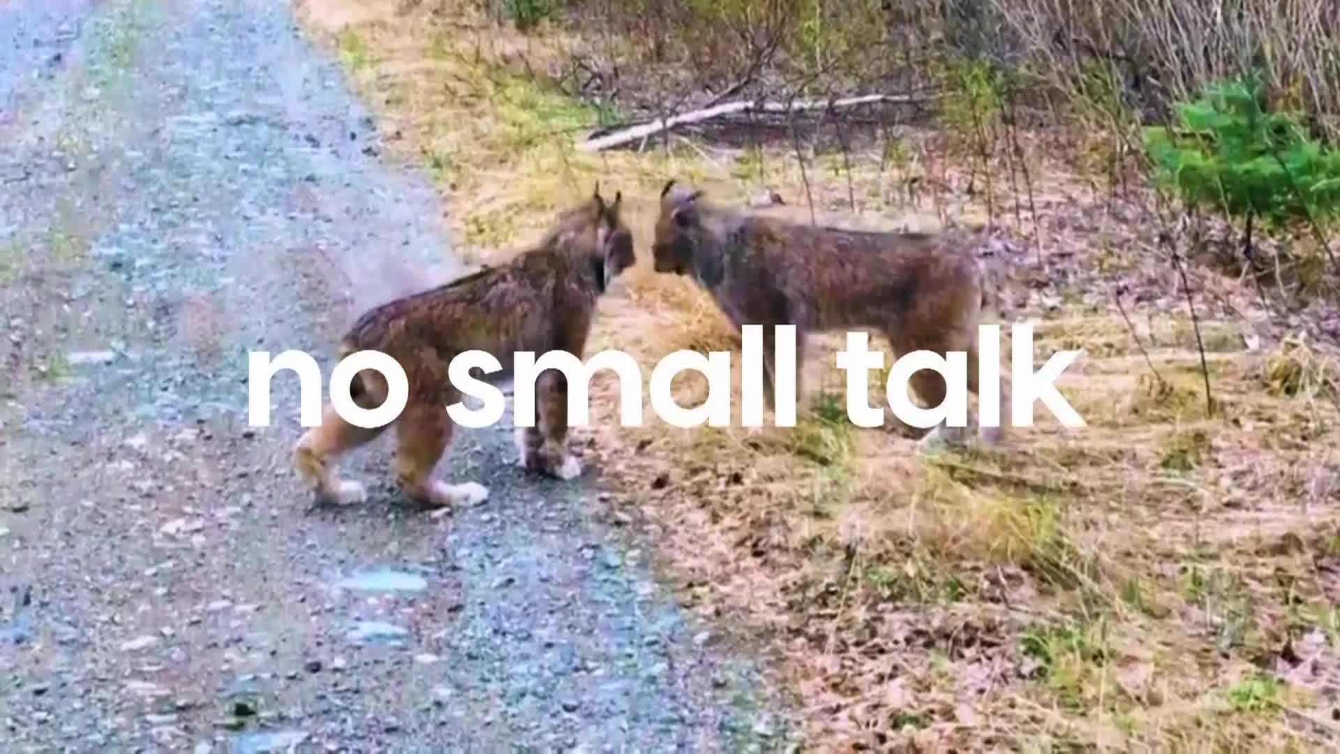 AnimalPlanet