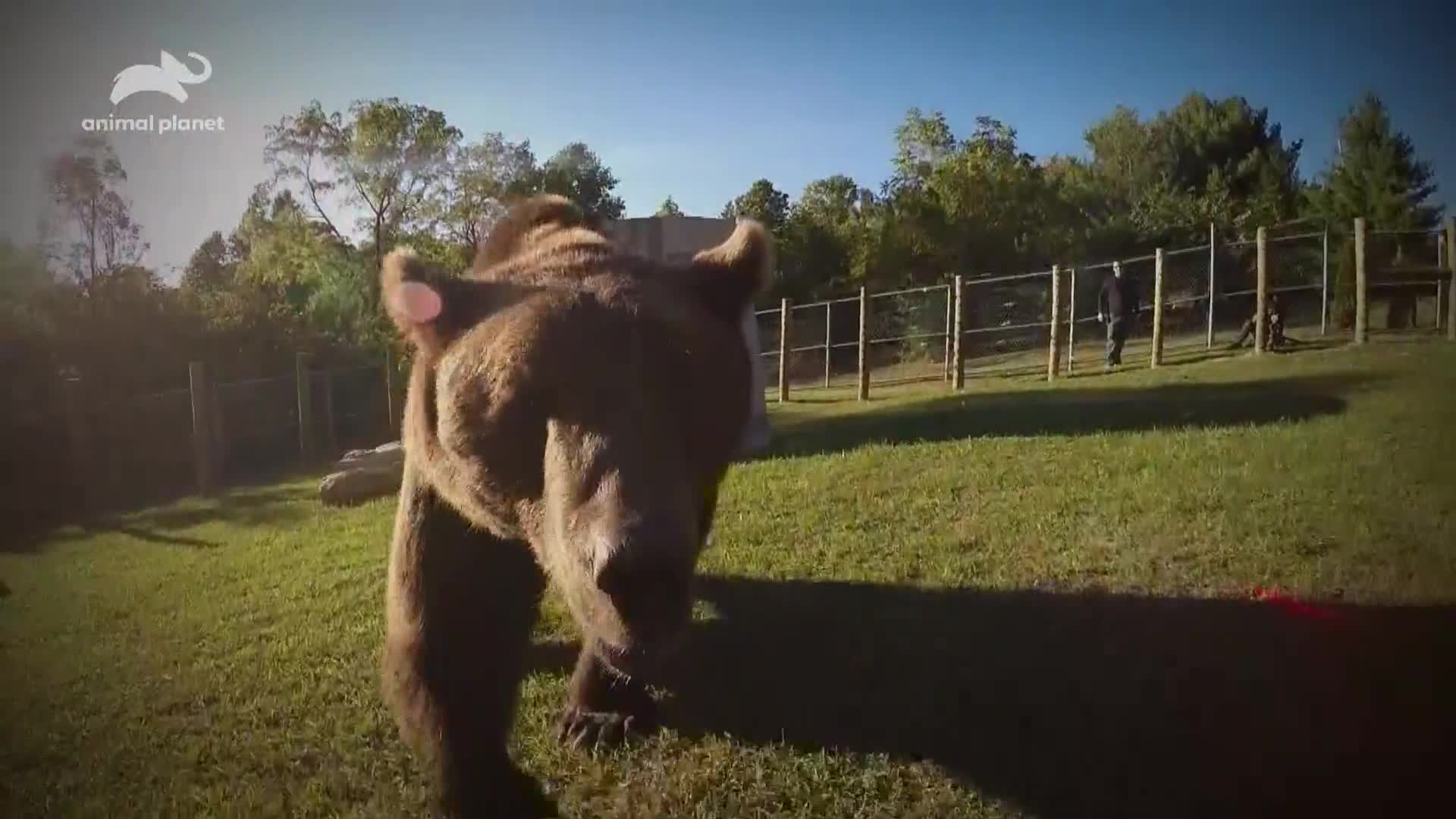 AnimalPlanet